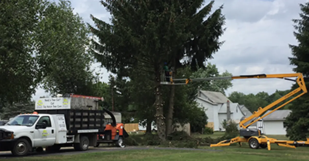Tree Pruning in Susquehanna County, PA