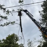 The Best Time to Prune Trees in Pennsylvania's Climate