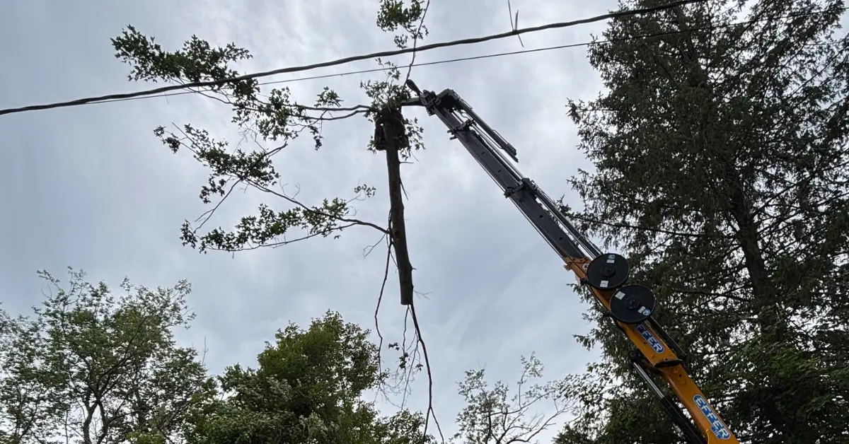 The Best Time to Prune Trees in Pennsylvania's Climate