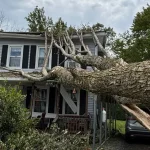 When to Call a Professional: Advice for Common Tree Problems in Susquehanna County