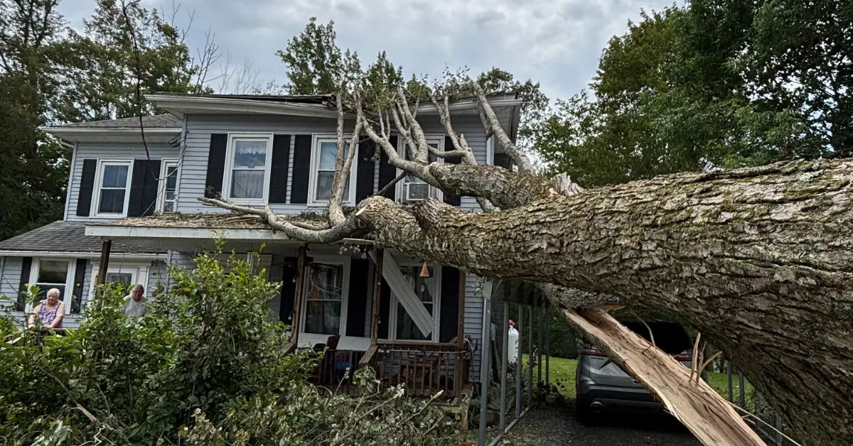 When to Call a Professional: Advice for Common Tree Problems in Susquehanna County