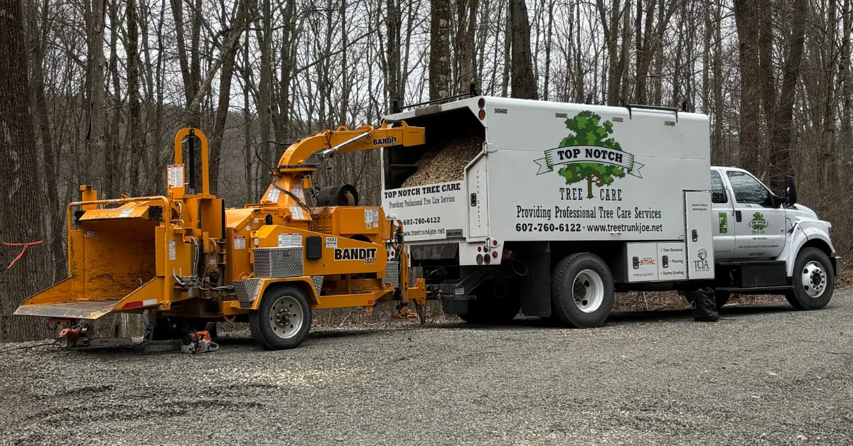 Seasonal Tree Care Insights for Susquehanna County: Your Year-Round Guide