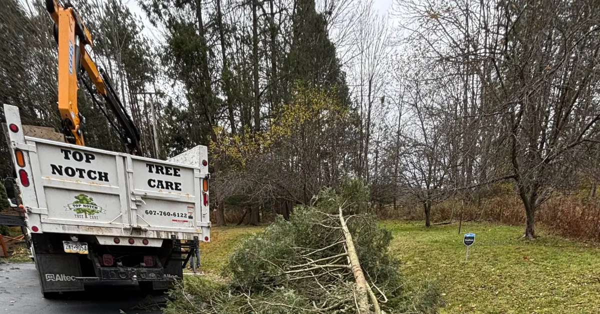 Tree Trimming in Susquehanna County, PA | Healthy, Safe, Professional Tree Care