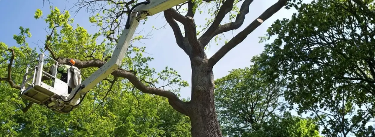 About Top Notch Tree Care