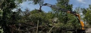 Top Notch Tree Care Home Header