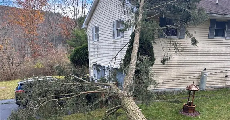 Tree Cabling and Bracing Support Systems in Susquehanna County, PA